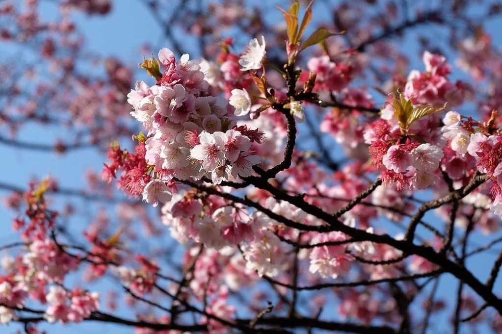 Explorer le Japon pour une immersion culturelle totale