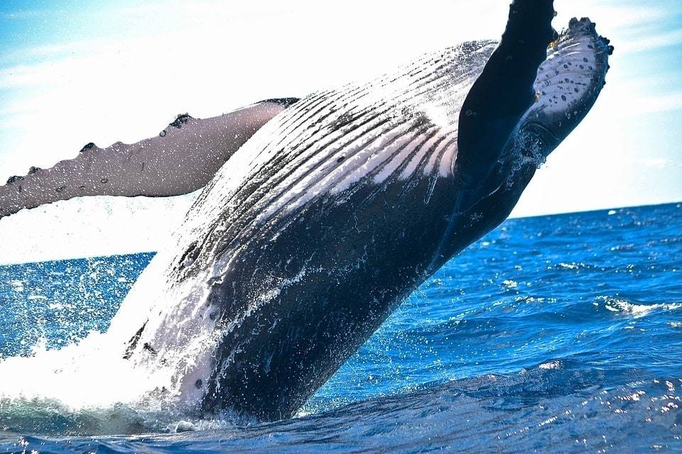 Voir les baleines en Méditerranée&nbsp;: les meilleurs spots pour une rencontre inoubliable