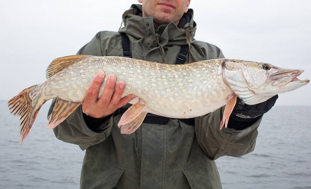Tout ce qu'il faut savoir pour pêcher sur le lac d'Annecy