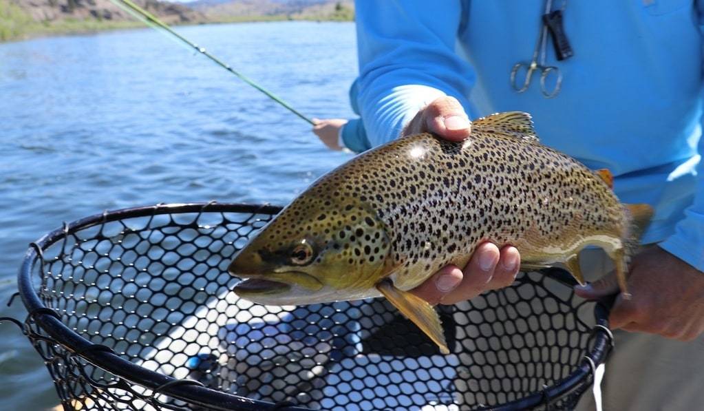 Tout ce qu&rsquo;il faut savoir pour pêcher sur le lac d&rsquo;Annecy